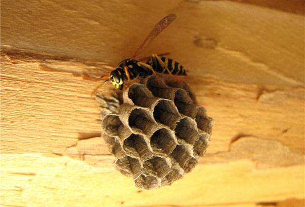 Wasp stavia hniezdo