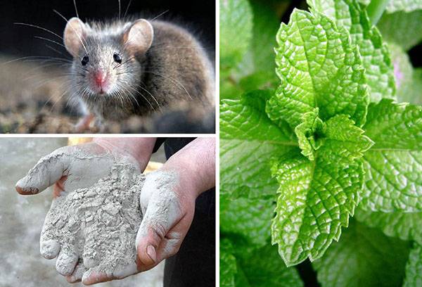 Remèdes populaires pour les souris