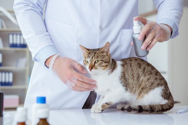 Traitement d'un chat avec un spray anti-puces