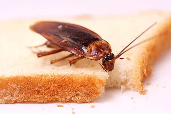 Bir parça ekmek üzerine hamamböceği